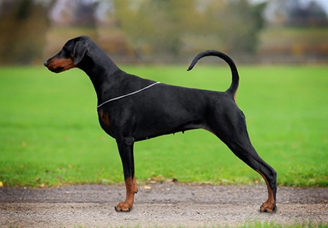 CH KORIFEY BLACK DIAMOND (A.I.) SHCM JW AD